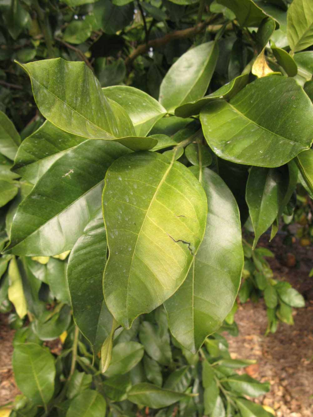            Sun leaves (Winter Haven, FL)   